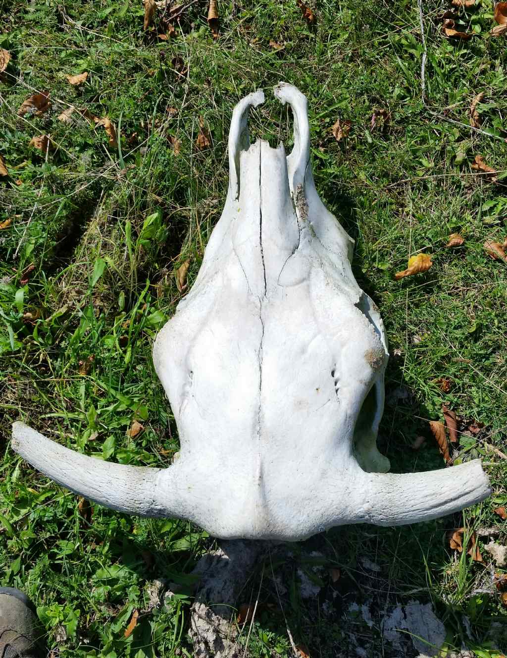 Cranio di bovino?